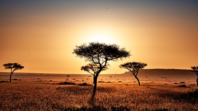 Savane