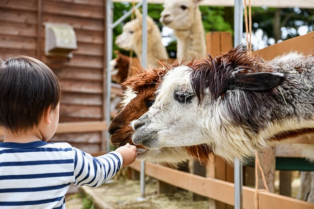 Animations pour Enfants
